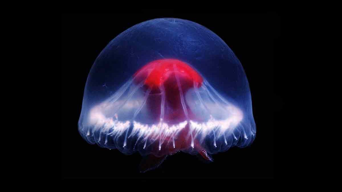 Descubren nueva medusa con una “cruz roja” dentro de una caldera volcánica