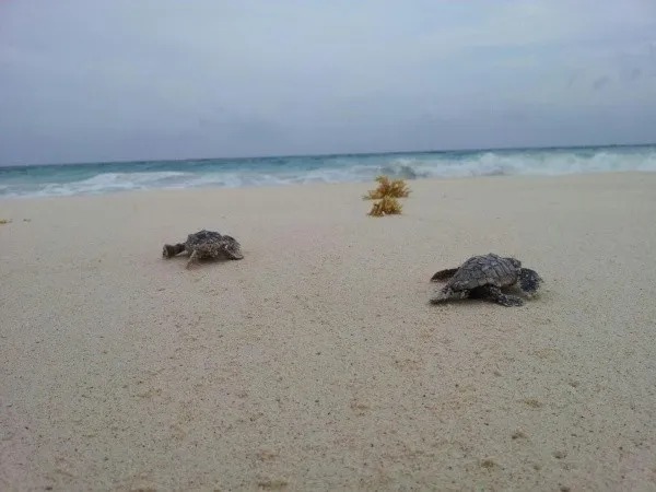 Inicia temporada de anidación de tortugas en Quintana Roo y Yucatán.